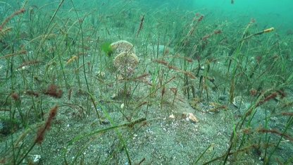 Prof. Dr. Sarı’dan Belediye Başkanlarına çağrı: Marmara için denize inin!
