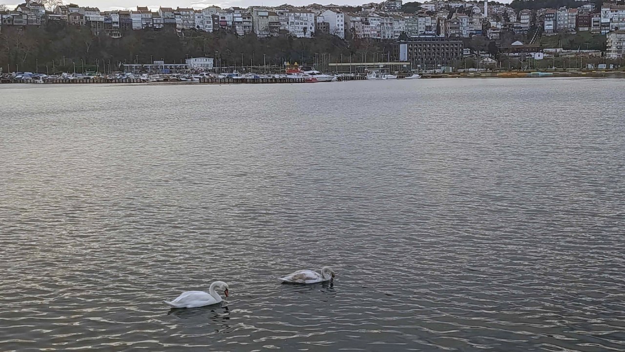 Şile Limanı’nda nadir görüntü... İki kuğu ilgi odağı oldu