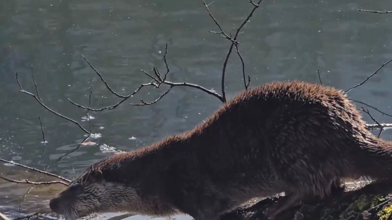 Yedigöller Milli Parkı’nda su samuru görüntülendi