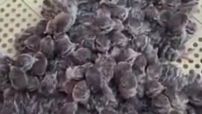 Yılın ilk keklik yavruları yumurtadan çıktı