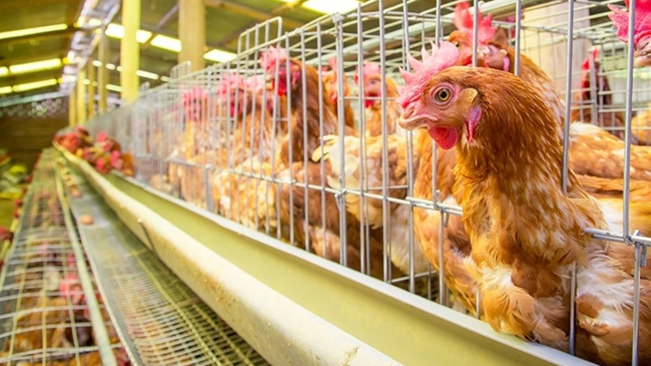 Yumurtacı tavukların kafes standardında değişiklik... Mevcut kafes sistemleri 2029'da sona eriyor