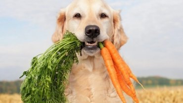 Araştırmalar: Köpeklerin beslenme alışkanlığını değiştirmek, gezegen için insanlarınkine göre daha büyük etki oluşturabilir