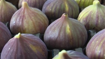 Balıkesir’de incir fidanı desteği başlıyor