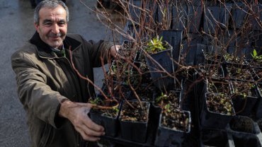 Bursa Büyükşehir'den kırsala fide ve fidan desteği sürüyor