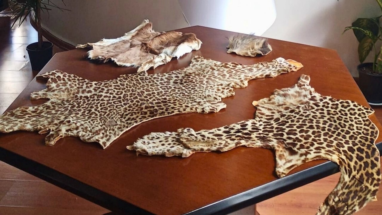 Çukurova Havalimanı’nda yasa dışı yaban hayvanı ürünleri ele geçirildi