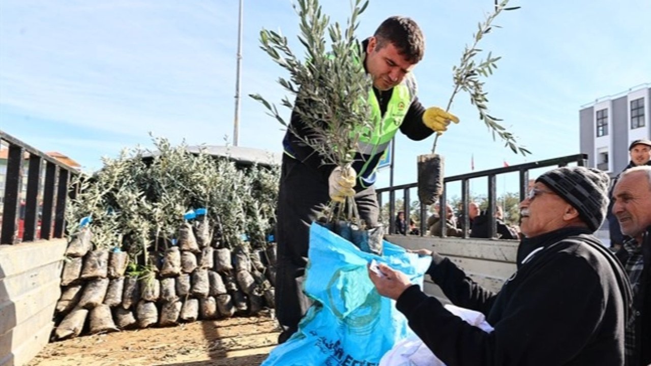 Denizli'de üreticiye zeytin fidanı desteği
