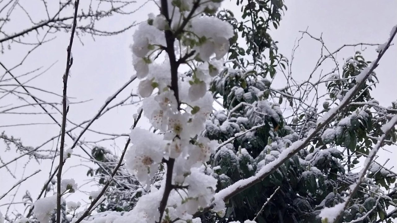 Düzce Kaynaşlı’da erken çiçek açan erik ağacına beyaz örtü!
