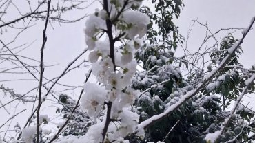 Düzce Kaynaşlı’da erken çiçek açan erik ağacına beyaz örtü!