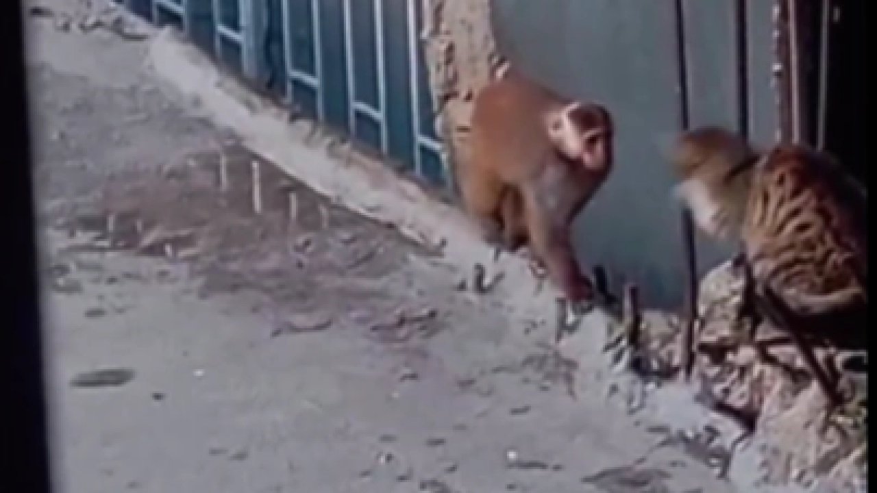 Fikirtepe’de çatılara dadanan rhesus makak yakalandı!