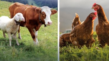 Hayvansal üretimde yükseliş... Sığırdan bala kadar artış var