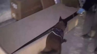 İstanbul'da hassas burun 'Leydi' operasyonda