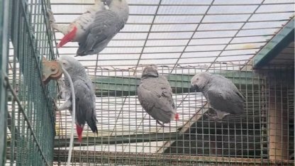 İstanbul'da kaçak yaban hayvanı operasyonu... 20 Afrika gri papağanına el konuldu