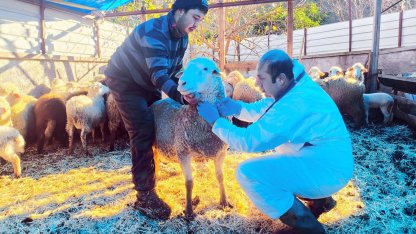 Karadeniz’in ilk hastalıktan ari koyunculuk işletmesi Giresun'da