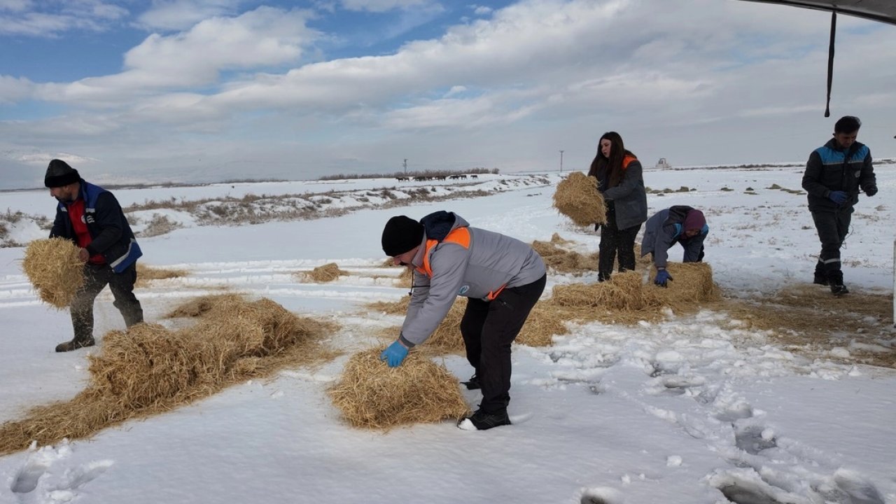 Kayseri Büyükşehir'den dilsiz dostlara merhamet eli