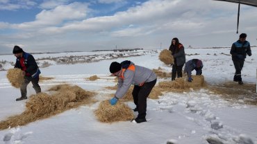 Kayseri Büyükşehir'den dilsiz dostlara merhamet eli