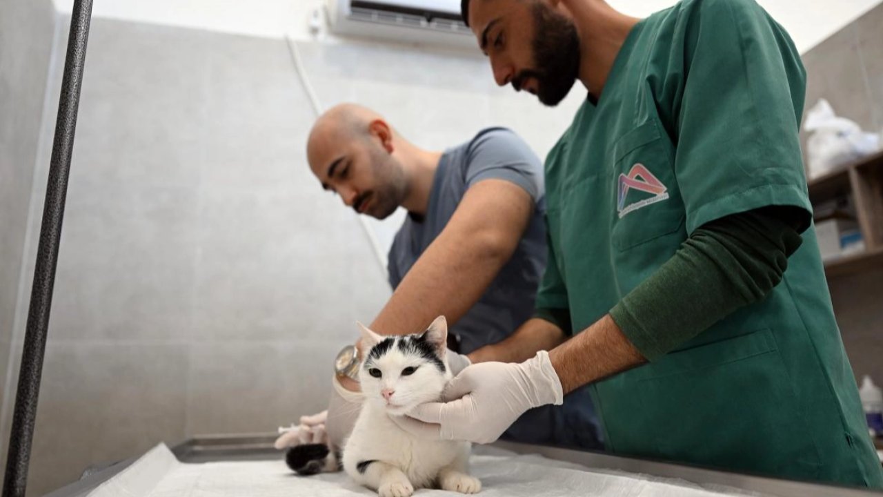 Kediler bu merkezde kısırlaştırılacak