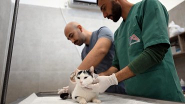 Kediler bu merkezde kısırlaştırılacak