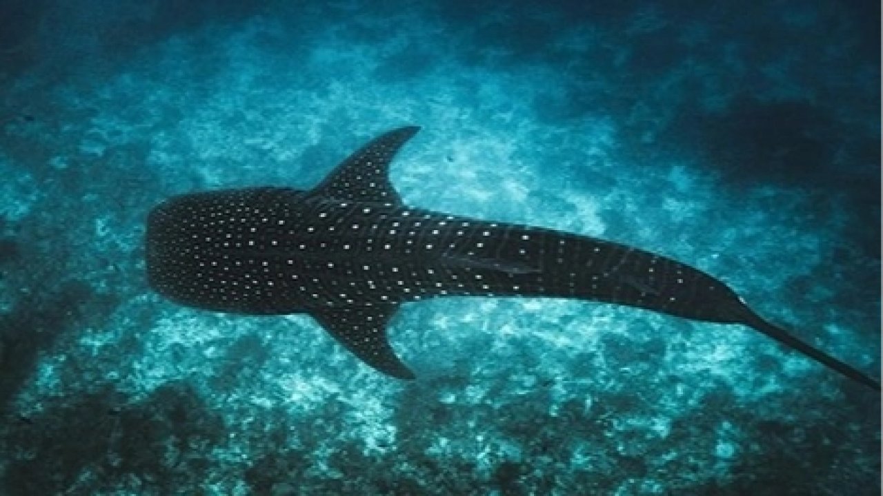 Maldivler ikonik balina köpek balıklarını korumak için Tech4Nature projesini başlattı