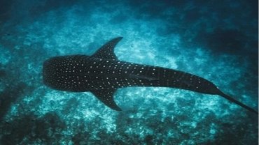 Maldivler ikonik balina köpek balıklarını korumak için Tech4Nature projesini başlattı