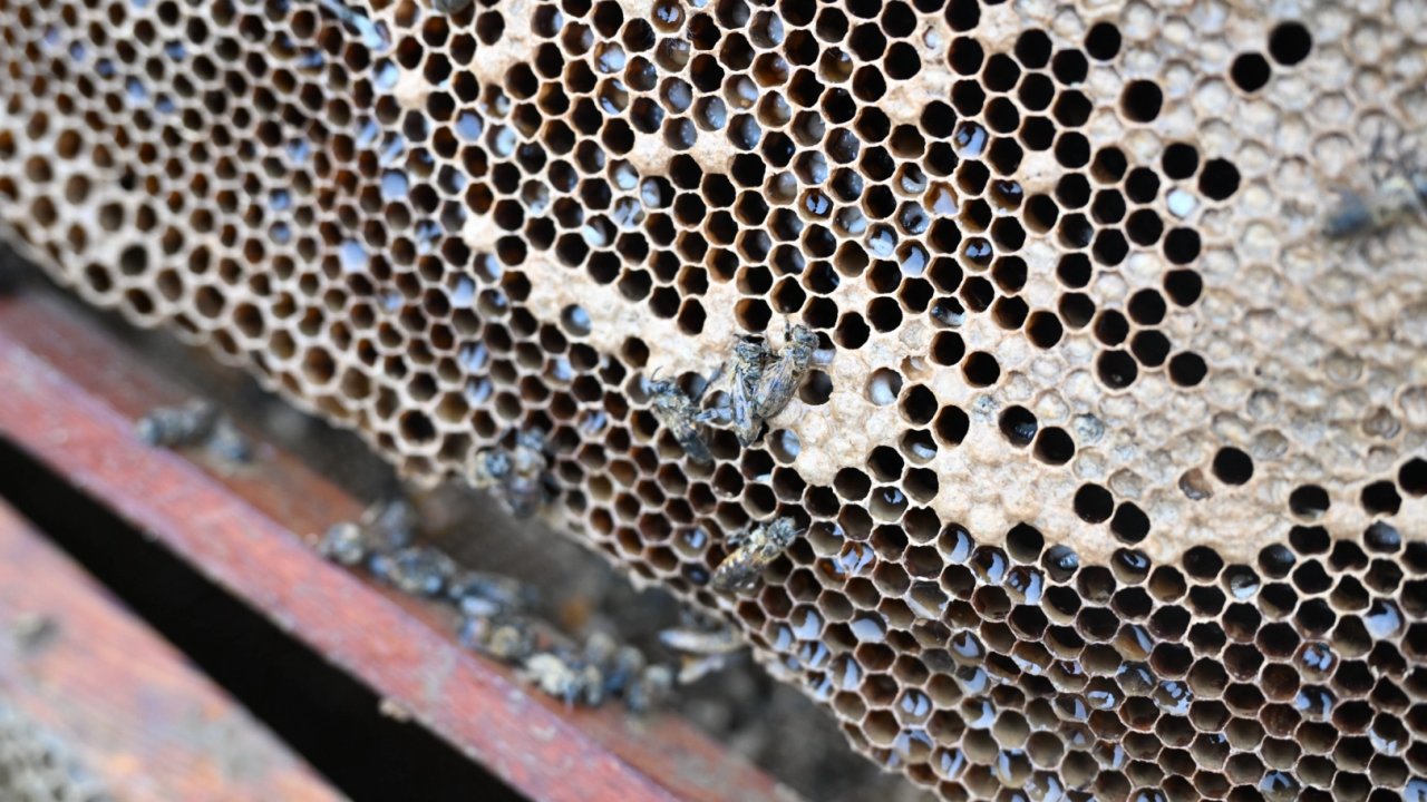 Manisa'da sel mağduru arıcıya destek