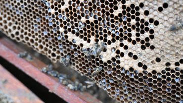 Manisa'da sel mağduru arıcıya destek