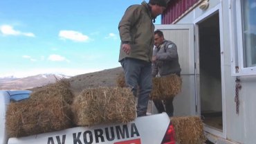 Niğde Demirkazık’ta yaban hayatına kış desteği