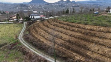 Ordu’da fındıkta verim artışı için yeni uygulama