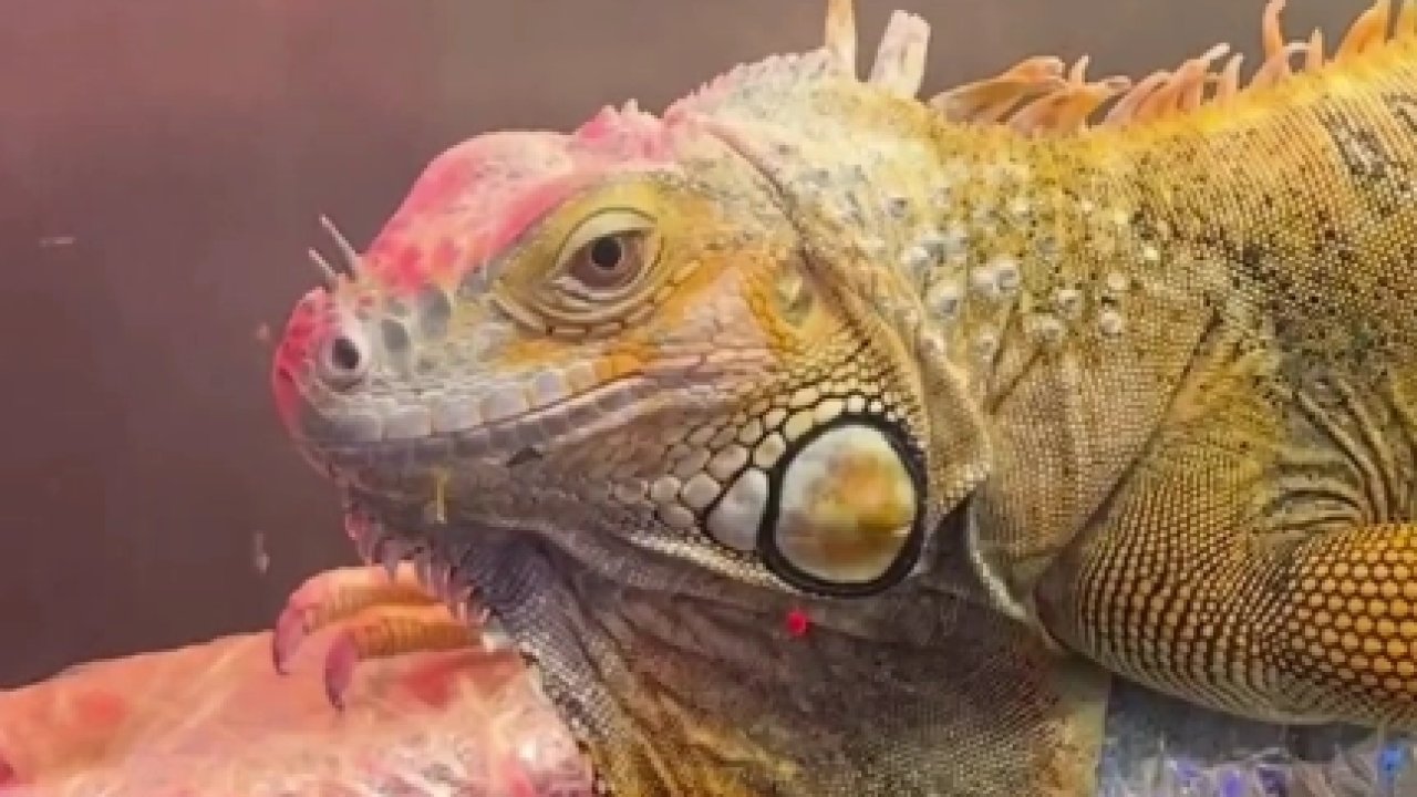 Samsun’da CITES operasyonu... 3 egzotik hayvana el konuldu