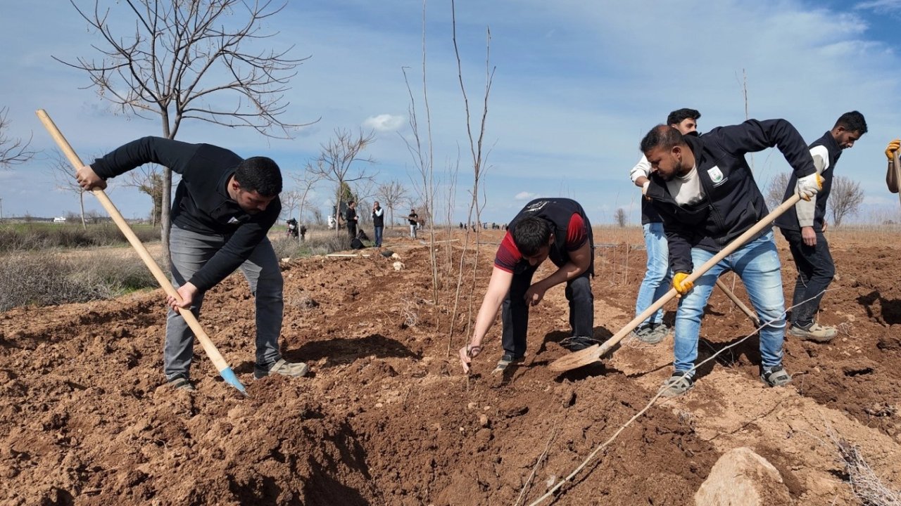 20 bin çınar Şanlıurfa için hazırlanıyor