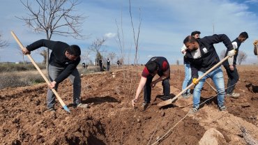 20 bin çınar Şanlıurfa için hazırlanıyor