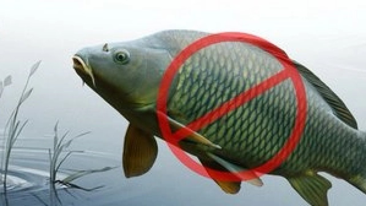 Adana’da sazangillerin avcılığına 31 Mayıs'a yasak!