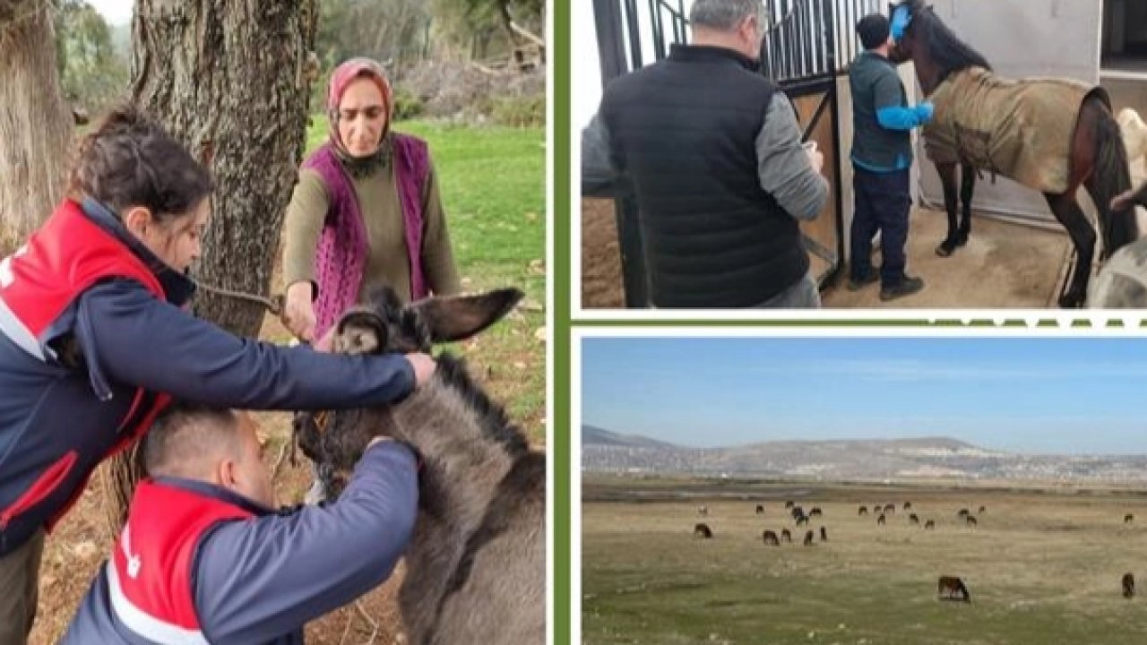 Afrika at vebası için ülke genelinde tarama başlatıldı