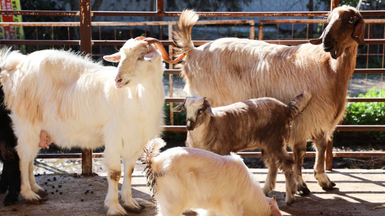 Antalya'da ücretsiz parazit uygulaması üreticinin yüzünü güldürdü