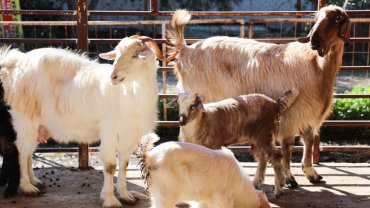 Antalya'da ücretsiz parazit uygulaması üreticinin yüzünü güldürdü