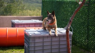 Arama kurtarma köpekleri afetlerin umut ışığı