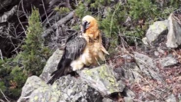 Artvin'de yaralı sakallı akbaba yeniden doğaya döndü