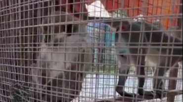 Denizli’de üç örümcek maymunu koruma altında