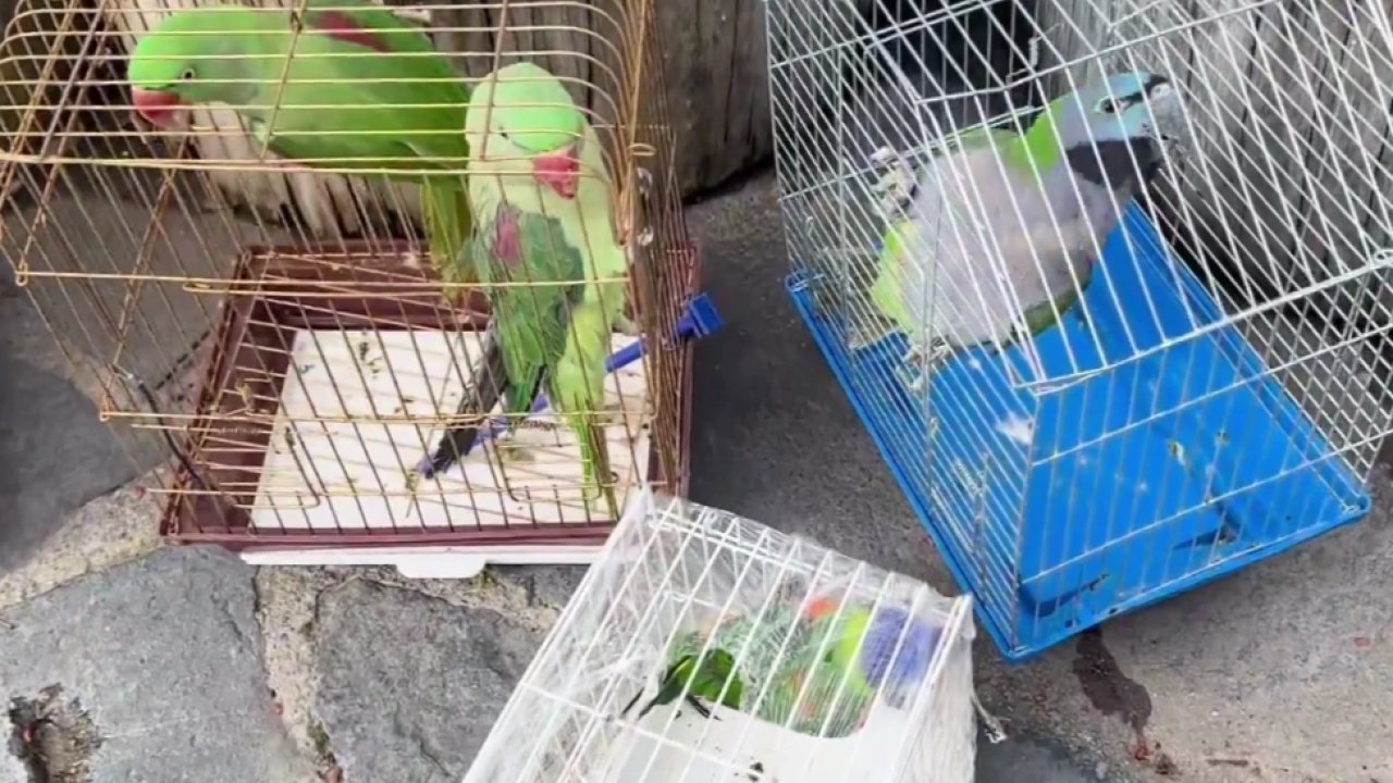 Eminönü’nde petshop denetimi... 39 papağan koruma altında
