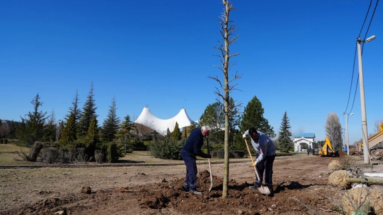 Eskişehir Sazova Parkı’nda kavakların yerini çınarlar alıyor