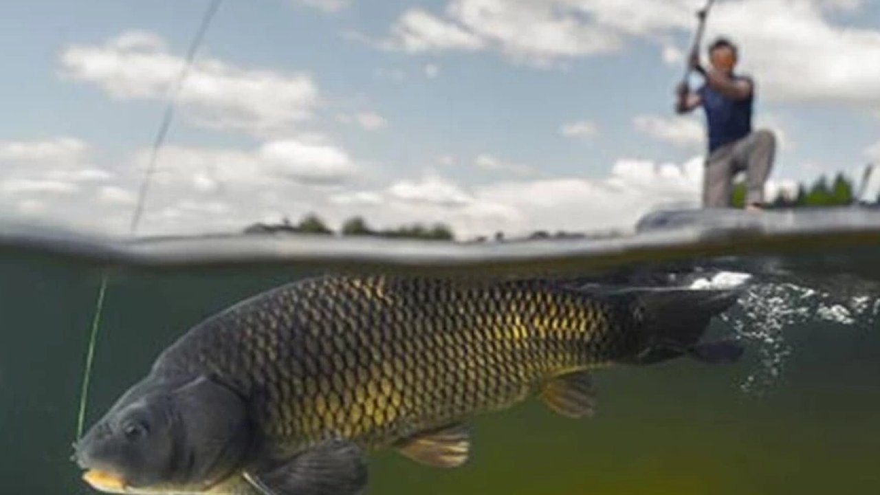 İç sularda sazangiller için av yasağı başladı