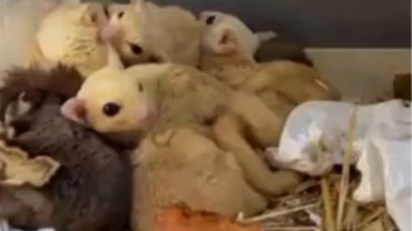 Isparta’da yasa dışı 35 hayvana el konuldu