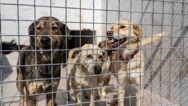 İzmir Bornova’da can dostlara büyük destek