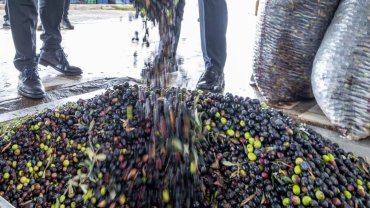 İzmir zeytini için dev adım... Zeytin ve zeytinyağı markalaşma yolunda