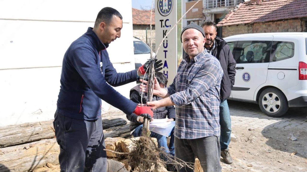 Kütahya’da yerel kiraz türleri toprakla buluşacak