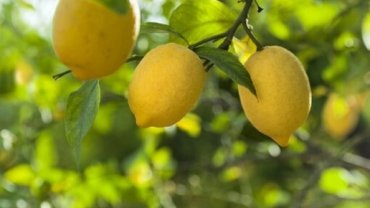 Limon ithalatına kapı açıldı! Limonda 'gümrük' yüzde 10'a düşürüldü
