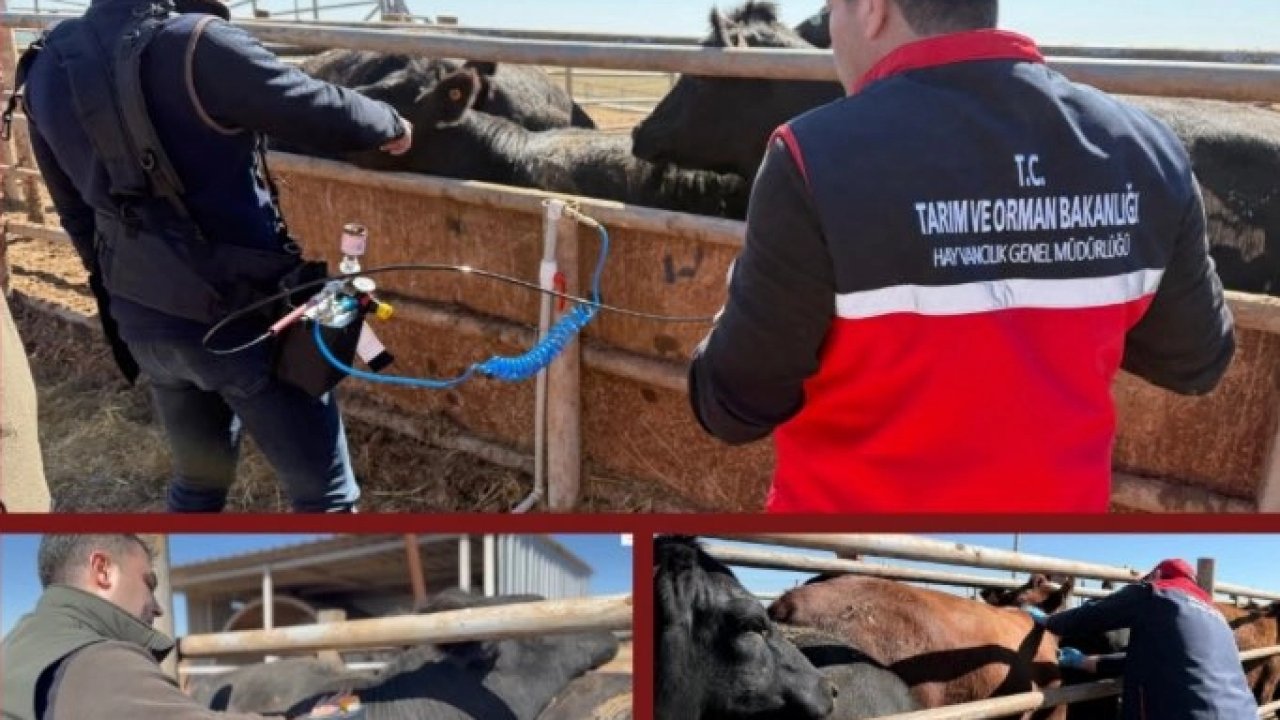 Şap aşısında iğnesiz uygulama deneniyor