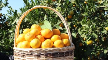 Tarım ürünleri üretici fiyatları yıllık yüzde 40,1 arttı... Aylıkta en yüksek artış turunçgillerde