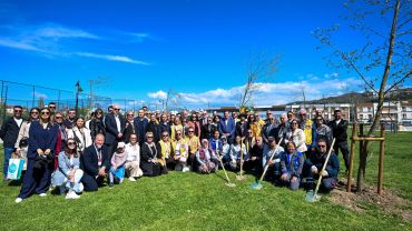 Yetişkin ağaçlar toprakla buluştu